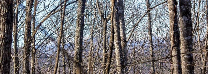 Lot# 161 Ridge Stone Ln 161